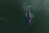 'Timmy', la ballena varada en el mar Báltico que toda Alemania espera que se salve
