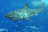 Un tiburón blanco de cuatro metros y medio mata a un pescador en Australia: es la tercera víctima en un mes