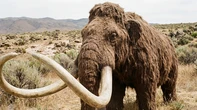 La extinción de mamuts, tigres de sable o canguros gigantes moldeó la vida animal de muchos ecosistemas