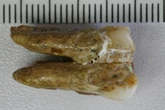 El esmalte dental relaciona genéticamente a los Homo erectus y los denisovanos en Asia