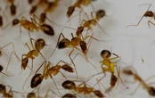 ¿Hormigas en casa? Así puedes eliminarlas de forma natural