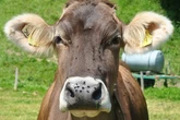 Desde Estados Unidos, que debe castrar 600 millones de moscas po semana para salvar a sus vacas, hasta las tierras raras: ¿son raras de verdad? ¿O solo chinas?