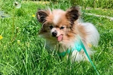 Muere a los 30 años Lazare, considerado el perro más viejo del mundo
