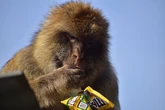Los monos de Gibraltar comen tierra y alquitrán para poder digerir la comida basura de los humanos