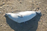 Hallan cerca de un centenar de focas muertas en la costa del mar Caspio de Kazajistán