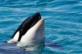 Las orcas atacan y hunden el primer velero de la temporada