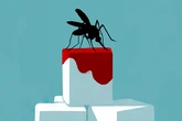 "Los mosquitos solo pican si tienes la sangre dulce" y otros mitos y realidades sobre estos insectos
