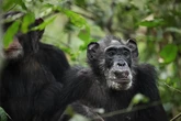 La polarización causó una 'guerra civil' en el mayor grupo de chimpancés salvajes del mundo