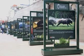 La Real Unión de Criadores de Toros de Lidia inaugura en Las Ventas la exposición 'Toro Bravo, el guardián de la biodiversidad'