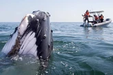 Descubren porqué las ballenas jorobadas del mar Arábigo llevan 70.000 años sin migrar en un hogar de apenas 400 kilómetros