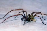 Spider season has arrived: are there are more than usual in your home?