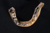 What the bones of a child reveal about human and Neanderthal mixing