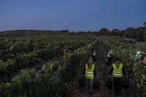 Extreme heat forces vineyards to harvest grapes at night