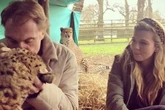 Troubleshooters sent into wildlife charity linked to Carrie Johnson