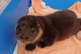 Wild otter cub rescued after sneaking into zoo’s flamingo enclosure