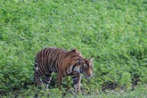Three villagers arrested after mass poisoning of tigers in India