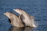 Humans may be causing dolphins to get Alzheimer’s symptoms, study says