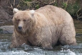 Fat Bear Week is coming – and the competition will be chunky