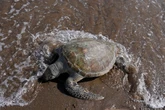 Dead turtles with bleeding eyes wash up on Australian beaches