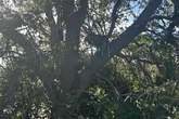 FBI investigating ‘suspicious’ hunting stand near Trump landing zone