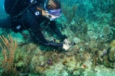 Coral transplants could save Miami’s iconic reefs from climate change