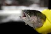 Some fish feel pain for up to 20 minutes after catch, scientists find