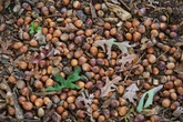 How the warm weather has created a bumper crop of berries and acorns