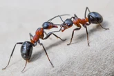 Ant smuggling into the US is out of control since Trump’s cuts: report
