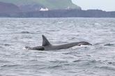 Orcas include baby pilot whales in pods – but we don’t know why