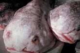 Blobfish: From ‘ugliest animal’ to New Zealand’s fish of the year