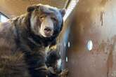 Bear weighing 525lbs found under home evacuated in California fire