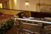 Thousands flock to see corpse of Spanish saint 440 years after death
