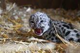 ‘Little Lady’ snow leopard cub born at sanctuary