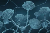 Killer fungus could spread through Europe due to climate change
