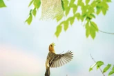 Breeding ground attracts birds, tourists