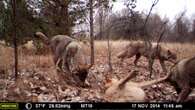 Radiation may not be why Chernobyl dogs show genetic differences