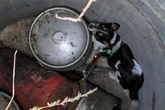 Dog rescued after getting stuck down a well for 11 days