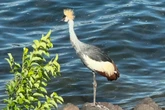 Washington zoo launches massive search to find missing endangered bird