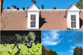 Vultures have taken over a North Carolina neighborhood, town says