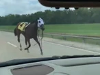 Racehorse bucks rider and runs along highway before burning barn drama