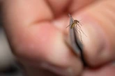 Mosquitoes bring West Nile to US cities. Here’s how to fend them off