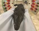 Mummified crocodile’s gut sheds light on Egyptian sacrifice ritual