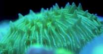 Scientists stunned to find corals that ‘walk’ towards light