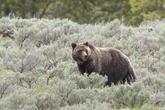 Heads up ‘tourons’! Yellowstone warns public as grizzly bear ops begin