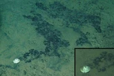 Record-breaking snail species discovered 6km below sea level