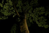 Grandfather sacrifices life to save granddaughters from tree limb