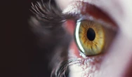 Why do men have nipples, and how does the eye adapt to light?