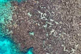 Almost all coral at Lizard Island died after 2024 bleaching event