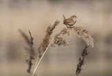 Wrens mute their partner’s brain to sing in sync