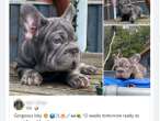 Cruel dealers sell suffering puppies on Facebook and Instagram